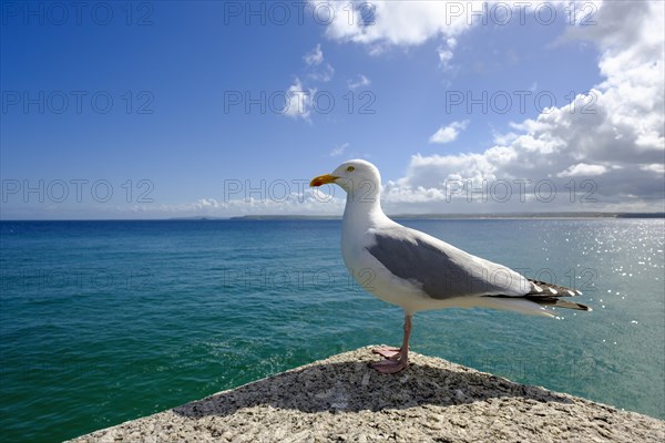 European herring gull