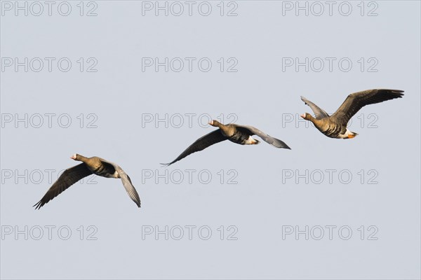 Greater white-fronted geese