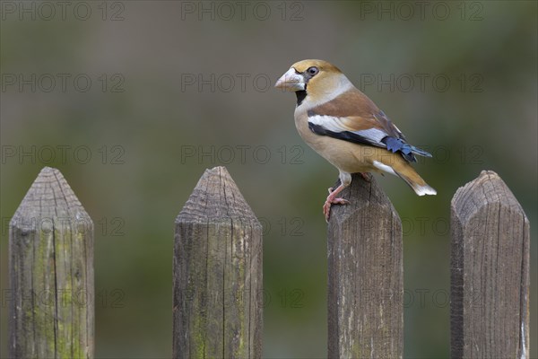 Hawfinch