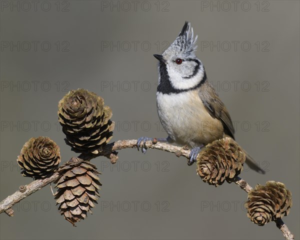 Crested tit