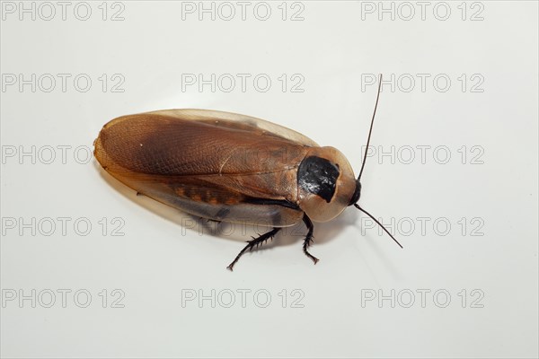 Tropical cockroach