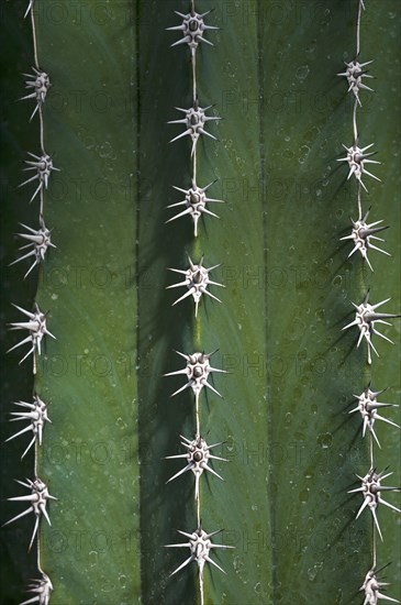 Hairbrush cactus
