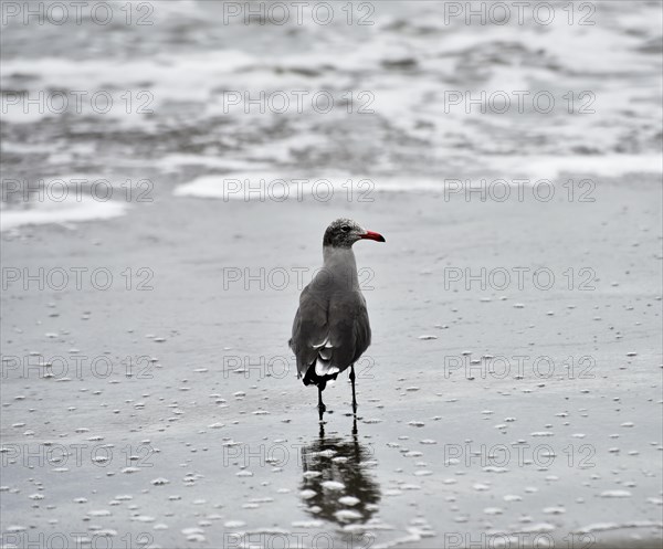 Heermann's gull