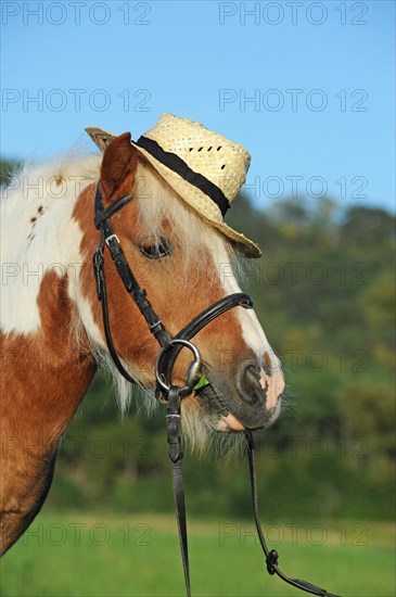 Iceland pony