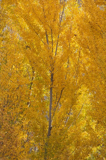 Yellow aspens