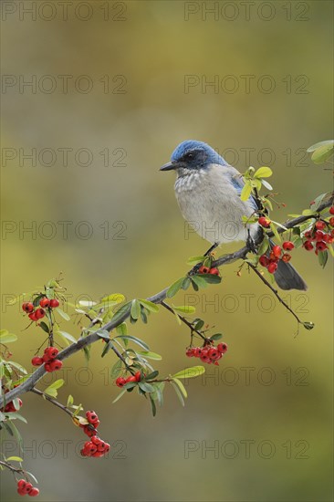 Western Scrub-Jay