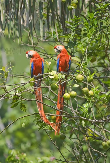 Scarlet Macaws