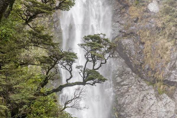 Branch of a tree in front of waterfall