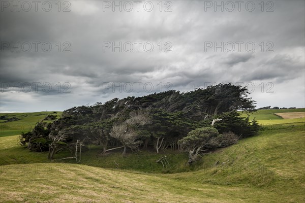 Trees shaped by the wind