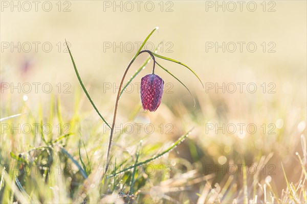 Snake's Head Fritillary