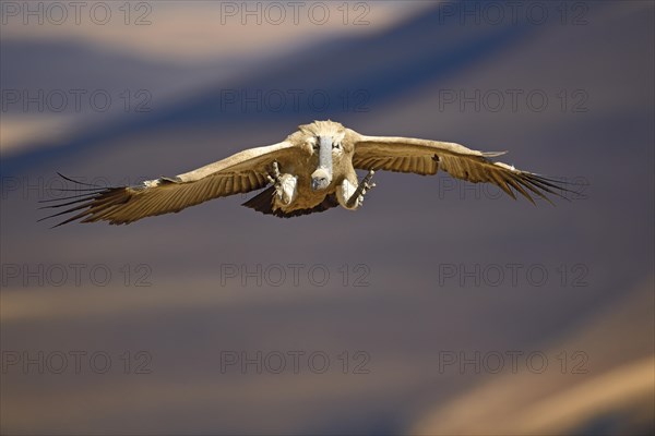 Cape Vulture