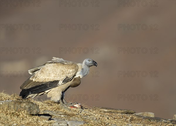 Cape Vulture