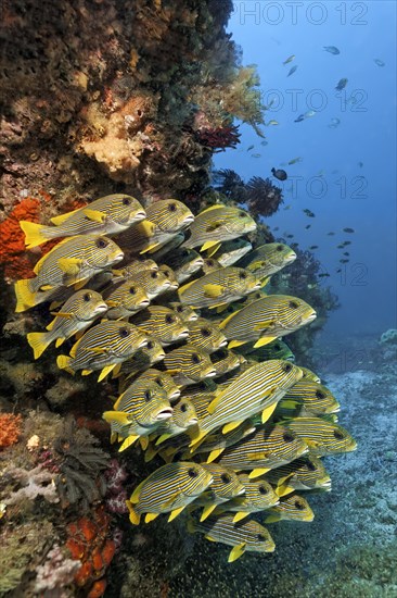 School of Ribboned sweetlips