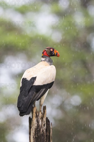 King vulture