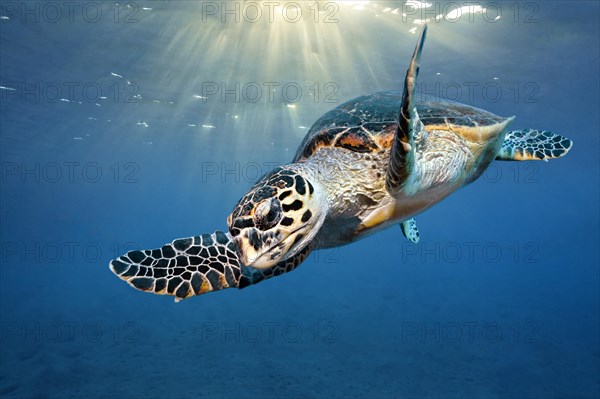 Loggerhead sea turtle