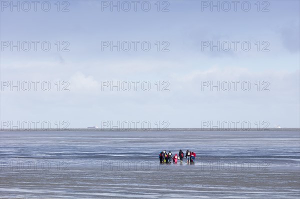 Group of mudflat strollers in mudflat