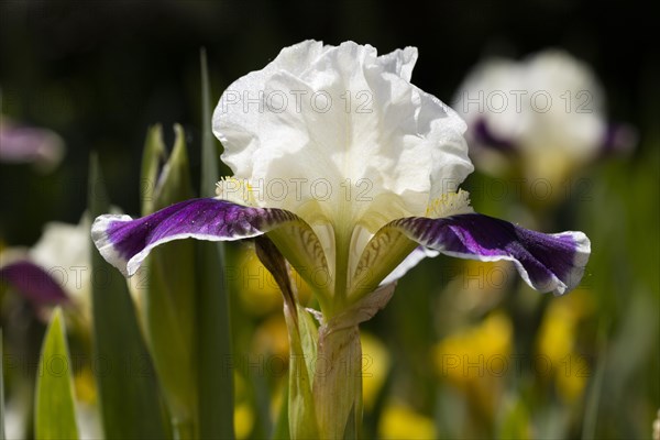 Iris