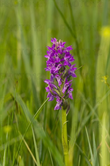 Western marsh orchid