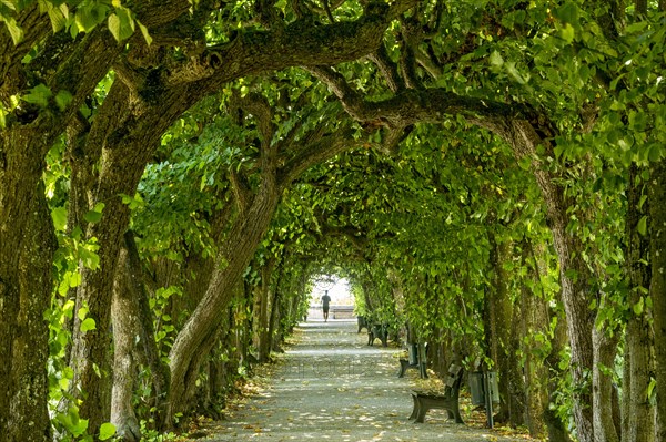 Lime tree arcade