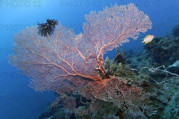 Feather star