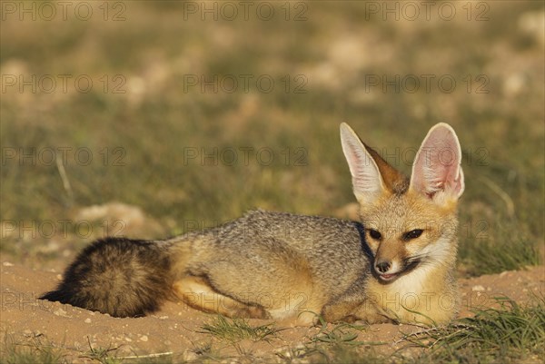 Cape Fox