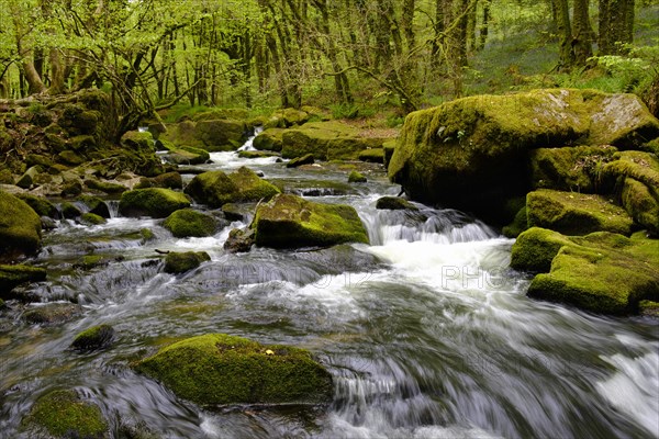 Golitha Falls