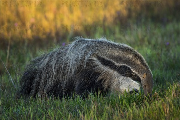 Giant anteater