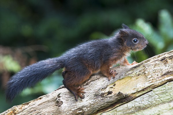Young Eurasian red squirrel