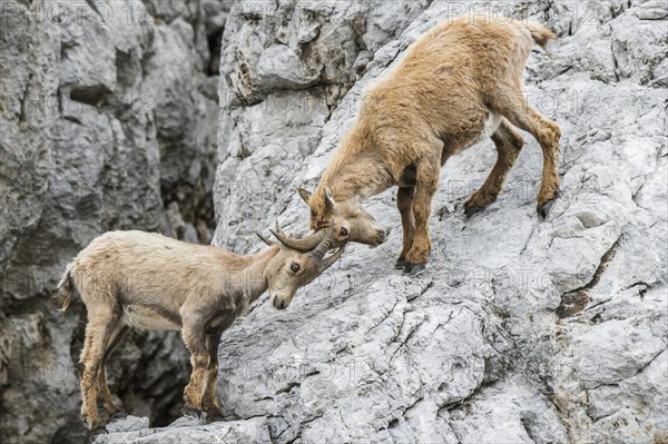 Alpine Ibexes
