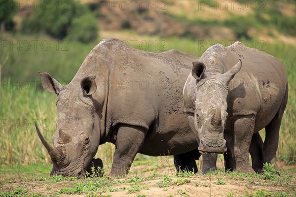 White rhinoceroses