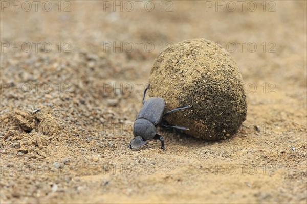 Dung beetle