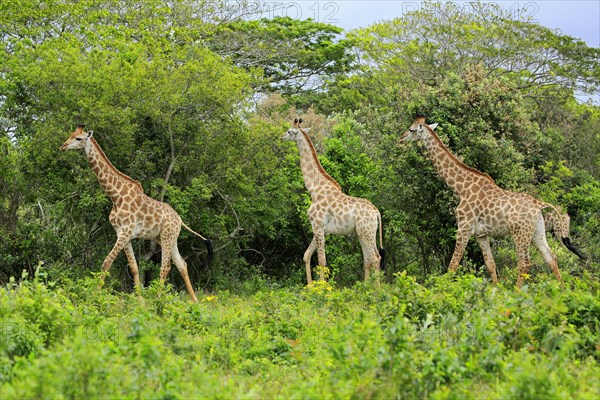 Cape giraffes