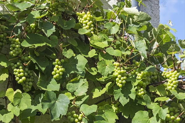 Grape vines