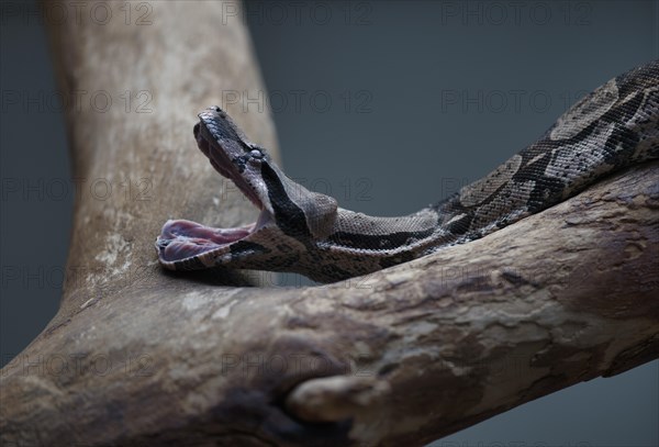 Boa constrictor