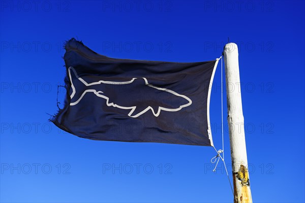 Blue flag with shark