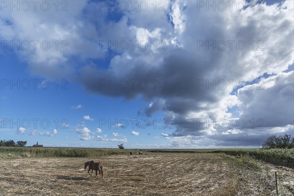 Bodden landscape with horse and cloudy sky