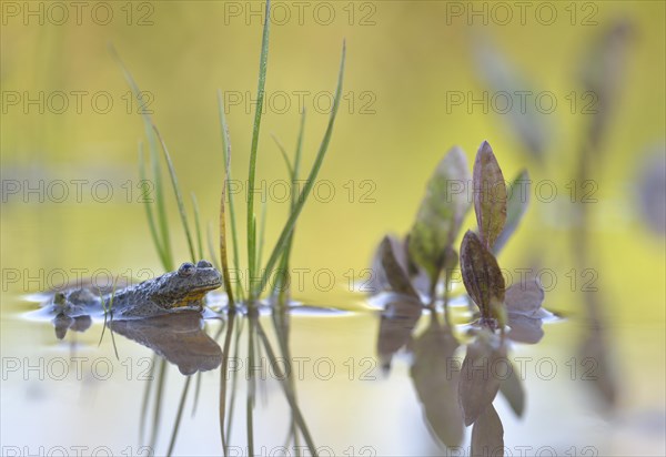 Yellow-bellied toad