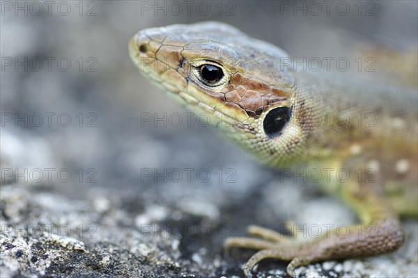 Viviparous lizard