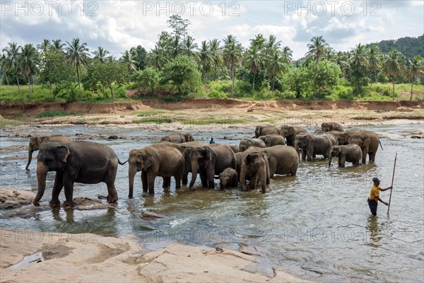 Asian or Asiatic elephants