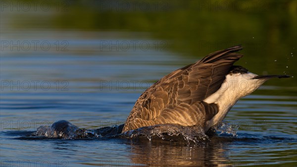 Canada Goose