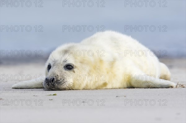 Newborn gray seal