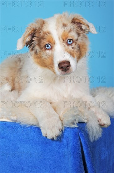 Australian Shepherd puppy