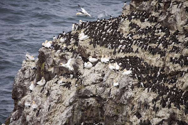 Common Guillemots