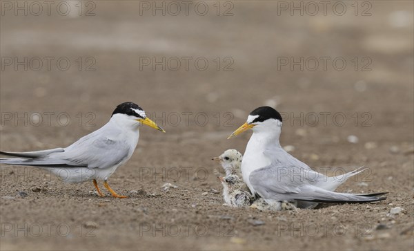 Least Tern