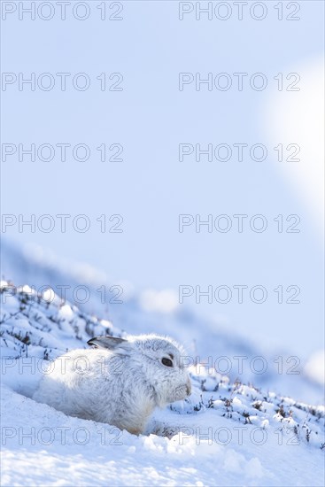 Mountain hare