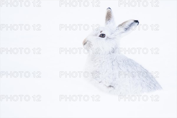Mountain hare
