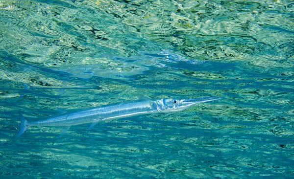 Red Sea houndfish