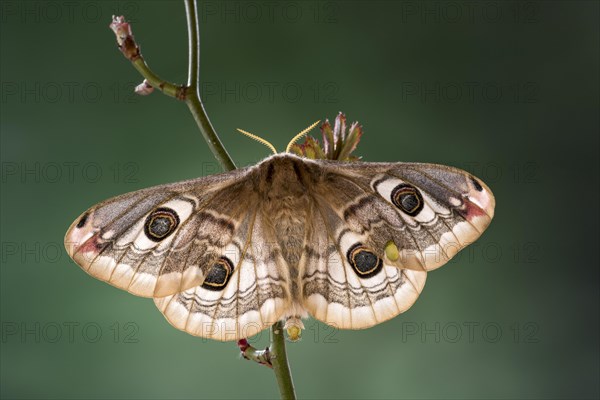 Small emperor moth