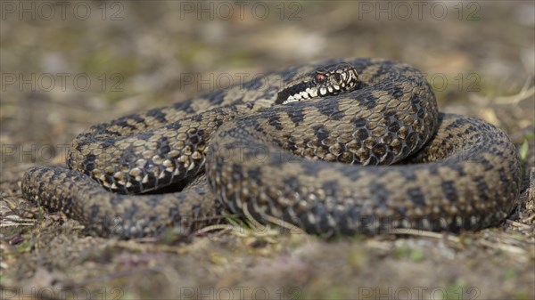 Common European Viper