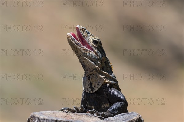 Close-up of black spiny-tailed iguana